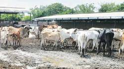 जिल्हा पशुसंवर्धन अधिकारी पद रद्द करण्याचा निर्णय