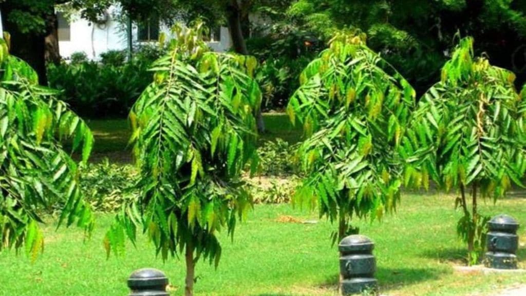 five Ashoka trees in the premises of the Rathod family's Kamlewadi Ashram School nanded