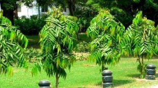five Ashoka trees in the premises of the Rathod family's Kamlewadi Ashram School nanded