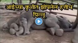 Video : “आईच्या प्रेमासमोर जगात कशाचं मोल नाही!” आईच्या कुशीत झोपलेलं हत्तीचं पिल्लू, गोंडस क्षण पाहून चेहऱ्यावर येईल हसू
