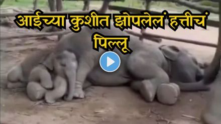Baby elephant finds the perfect pillow in its mother’s lap