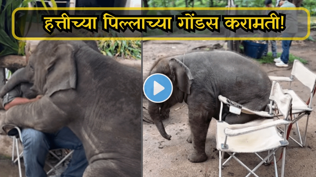 Baby elephant