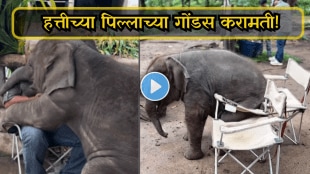 Baby elephant