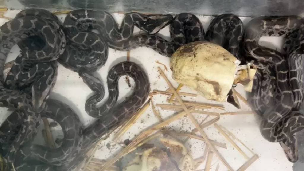Baby pythons born in incubator at Transit Treatment Center in Nagpur