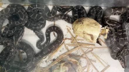 Baby pythons born in incubator at Transit Treatment Center in Nagpur