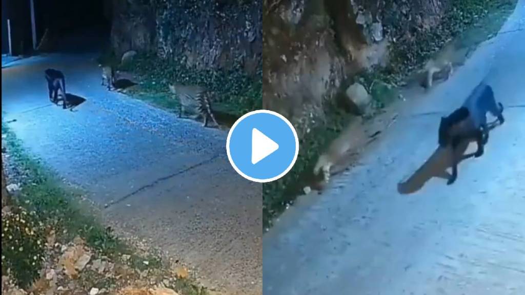 Black Panther leopards video viral