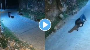Black Panther leopards video viral
