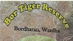 Tigers and leopards are preying on domesticated animals from Bor Tiger Reserve nearby villages