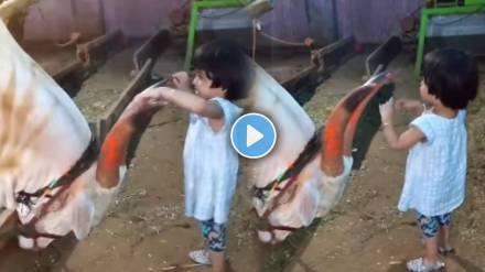 Bull and little girl viral video