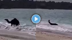 वाळवंटातील उंट आयुष्यात पहिल्यांदा समुद्रात पोहतो तेव्हा…; Video मध्ये पाहा काय होती रिअॅक्शन