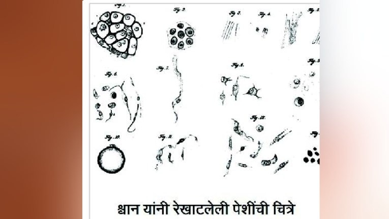कुतूहल: पेशी सजीवांचे एकक