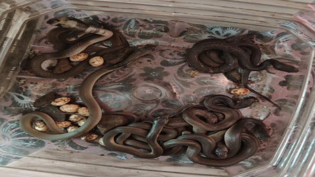 Chandrapur house finds 13 baby cobras and 12 eggs safely released into forest by wildlife team