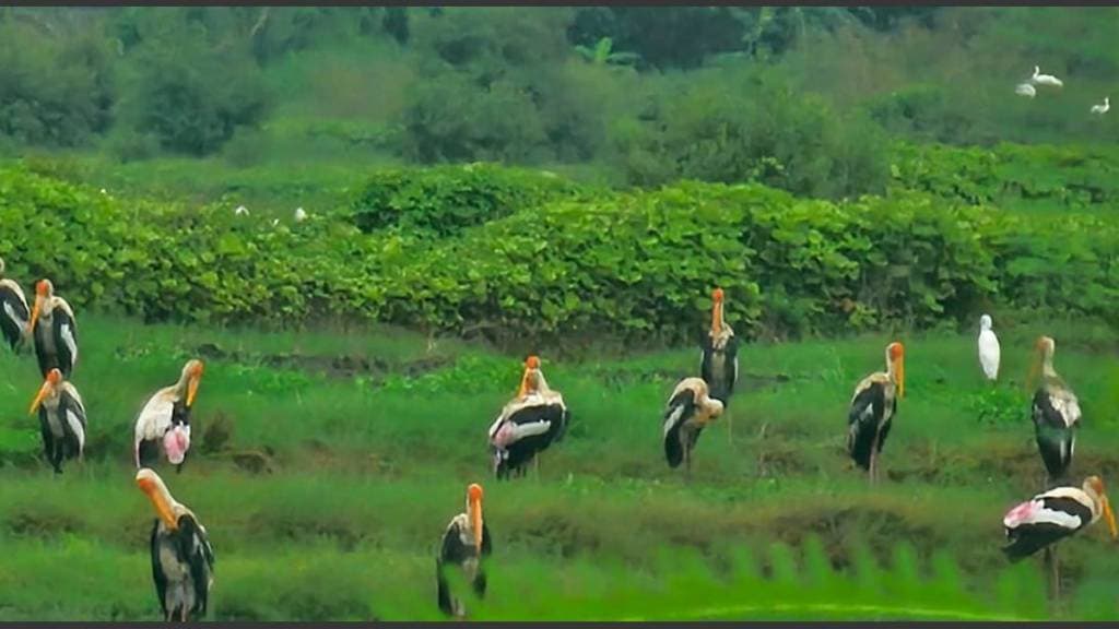 Chitrabalak bird tourism in the green areas of Vasai