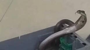 Cobra in ATM machine in Bhandara district