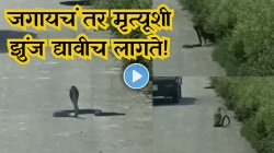 “जगायचं तर मृत्यूशी झुंज द्यावीच लागते!” भररस्त्यात नाग-मुंगूसामध्ये जुंपली चुरशीची लढत, शेवट पाहून काळजाचा उडेल थरकाप, Video Viral