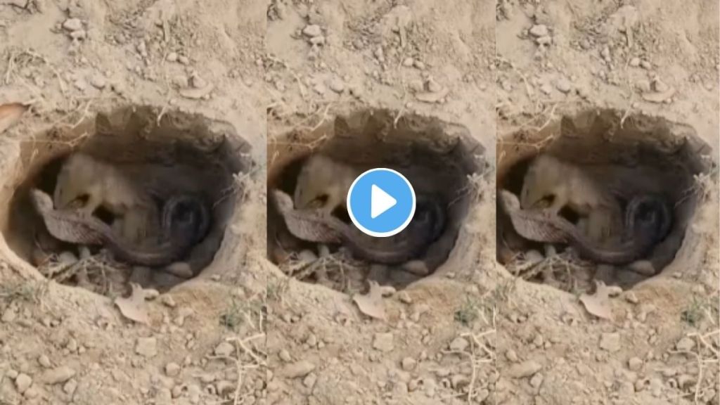 Cobra vs Mongoose Fight
