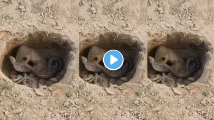 Cobra vs Mongoose Fight
