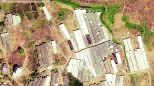 Construction on the mangrove forest in Thane suspended Mumbai print news