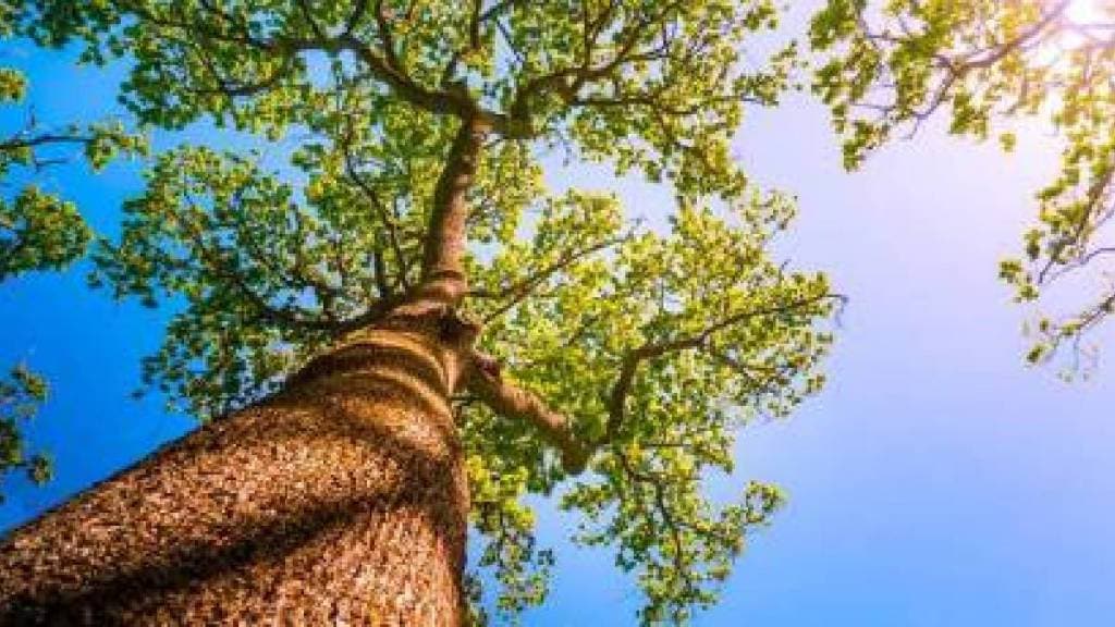 Contractors damage to trees in Mira Bhayandar has sparked outrage among environmentalists