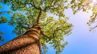 Contractors damage to trees in Mira Bhayandar has sparked outrage among environmentalists
