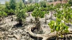 कांदळवनावर संकट; वाढता कचरा. अतिक्रमण चिंतेची बाब