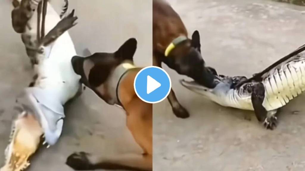 Crocodile attack on dog video