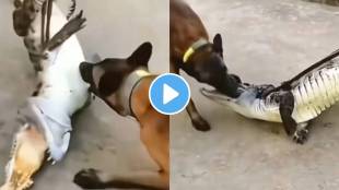 Crocodile attack on dog video