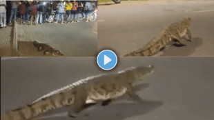 8-foot Crocodile Spotted on Vadodara Road, Video Goes Viral