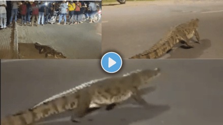 8-foot Crocodile Spotted on Vadodara Road, Video Goes Viral