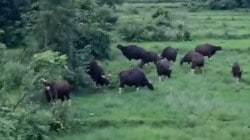 सावंतवाडी आणि दोडामार्ग तालुक्यात गव्यांचा धुमाकूळ, शेतकरी हवालदिल