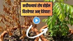 कडीपत्त्याच्या रोपाला येत नाहीत पानं? कुंडीतील मातीत टाका ‘या’ २ गोष्टी; रोप वाढेल भराभर, वर्षभर राहील हिरवागार, पाहा Video