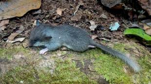 DNA barcodes of the Malabar spiny tree rat Platacanthomys lasiurus have been generated for the first time