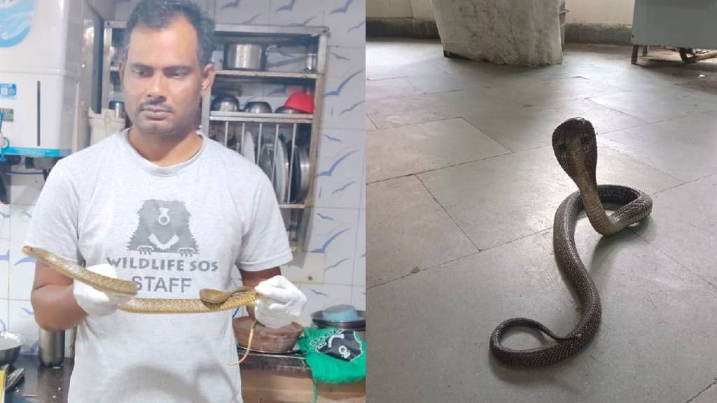 Delhi-NCR Snake sightings