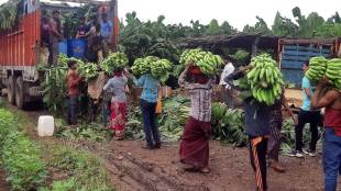 Demand for Khandesh bananas from North India