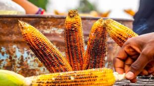 Demand for corn has increased from tourist destinations