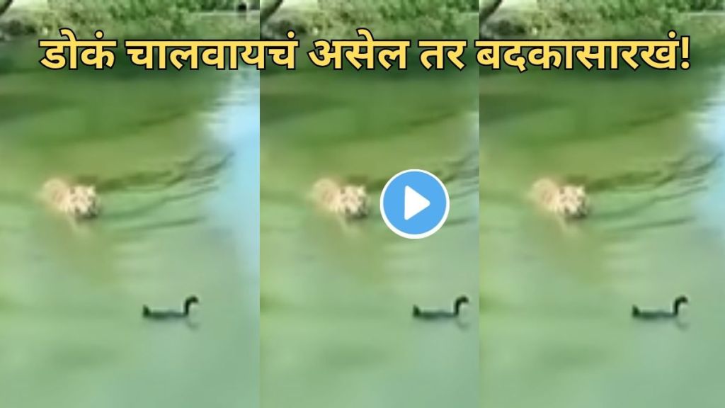 Viral jungle animal video