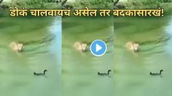 इवल्याशा बदकाचे अफलातून डावपेच! वाघाच्या हल्ल्यावर बदकाची भन्नाट चाल; असा डाव लढवला की Video पाहून तुम्हीही शाबासकी द्याल!