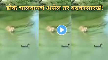 Viral jungle animal video Viral jungle animal video