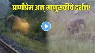 elephant birth rescue viral video