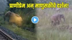 VIDEO: हत्तीणीनं रेल्वे रुळावरच दिला बाळाला जन्म; तेवढ्यात ट्रेन आली अन्…शेवटी काय घडलं तुम्हीच पाहा