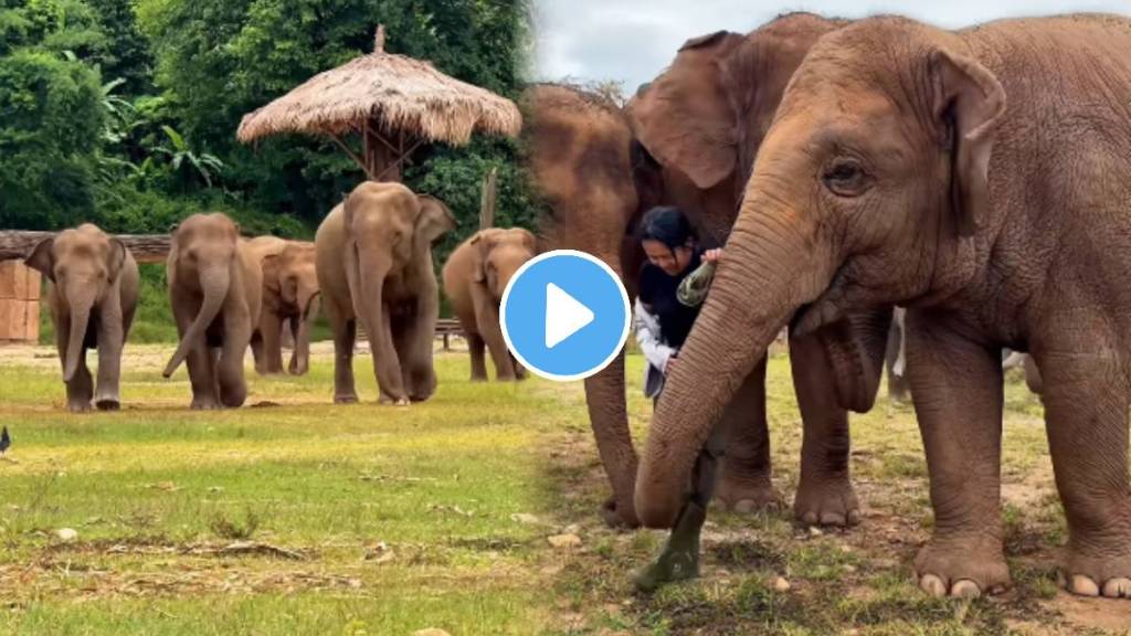 Elephants rush to greet caretaker in emotional reunion