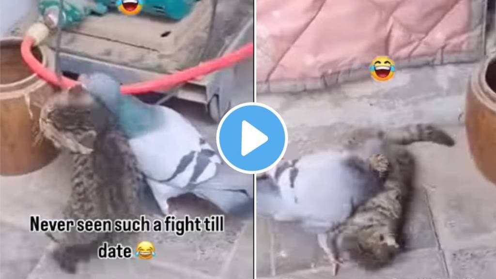 Fight Pigeon And Cat video viral
