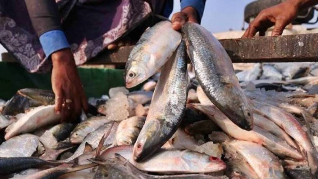 Fish production in the state has increased by 29 thousand 184 tons