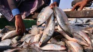 Fish production in the state has increased by 29 thousand 184 tons