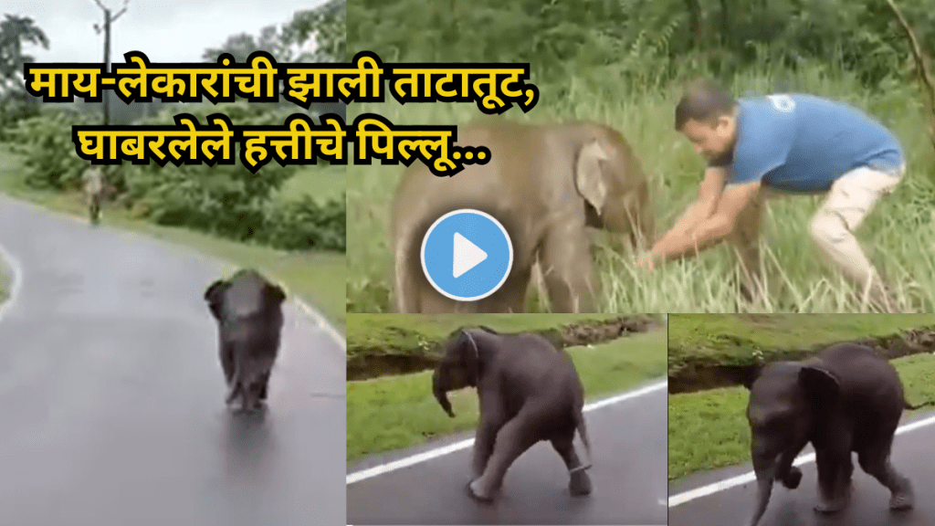 Frightened and Lost Baby Elephant rushes to humans for help