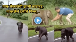 माय-लेकारांची झाली ताटातूट, घाबरलेले हत्तीचे पिल्लू मदत मागण्यासाठी धावत आलं… पुढे जे घडलं ते पाहून डोळ्यात येईल पाणी, हृदयस्पर्शी Video Viral