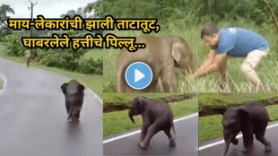 Frightened and Lost Baby Elephant rushes to humans for help