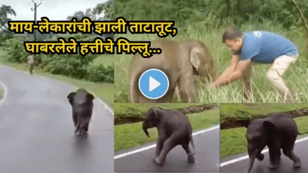 Frightened and Lost Baby Elephant rushes to humans for help