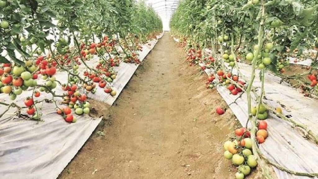 What is the important decision of the central government regarding the fruit crop insurance scheme Mumbai print news