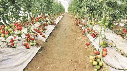 What is the important decision of the central government regarding the fruit crop insurance scheme Mumbai print news